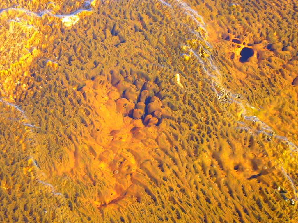 Pool at the Upper Geyser Basin, Yellowstone