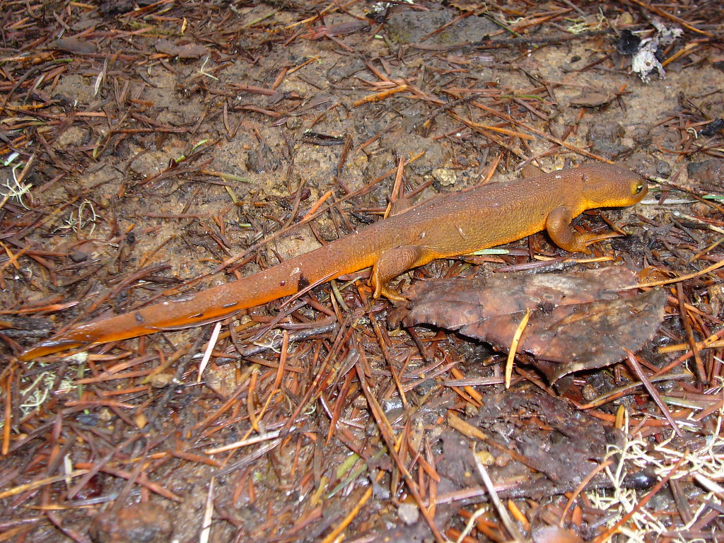 Rough-skinned Newt (Salamander)