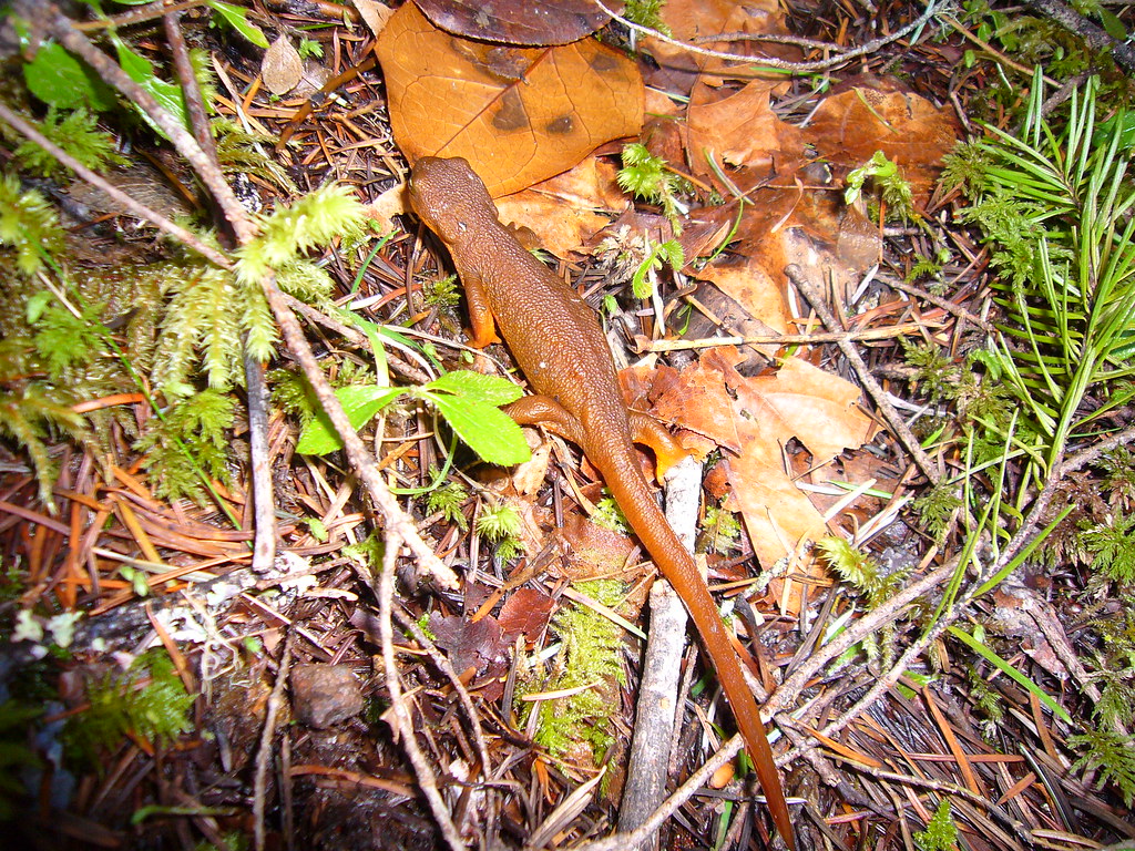 Rough-skinned Newt (Salamander)