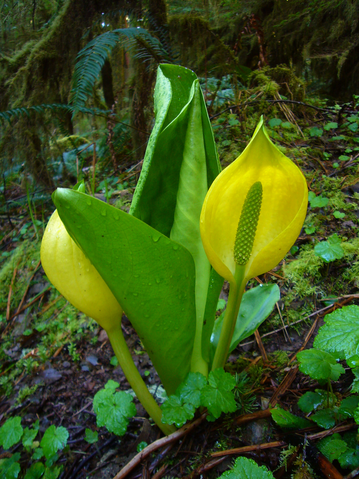 Skunk Cabbage