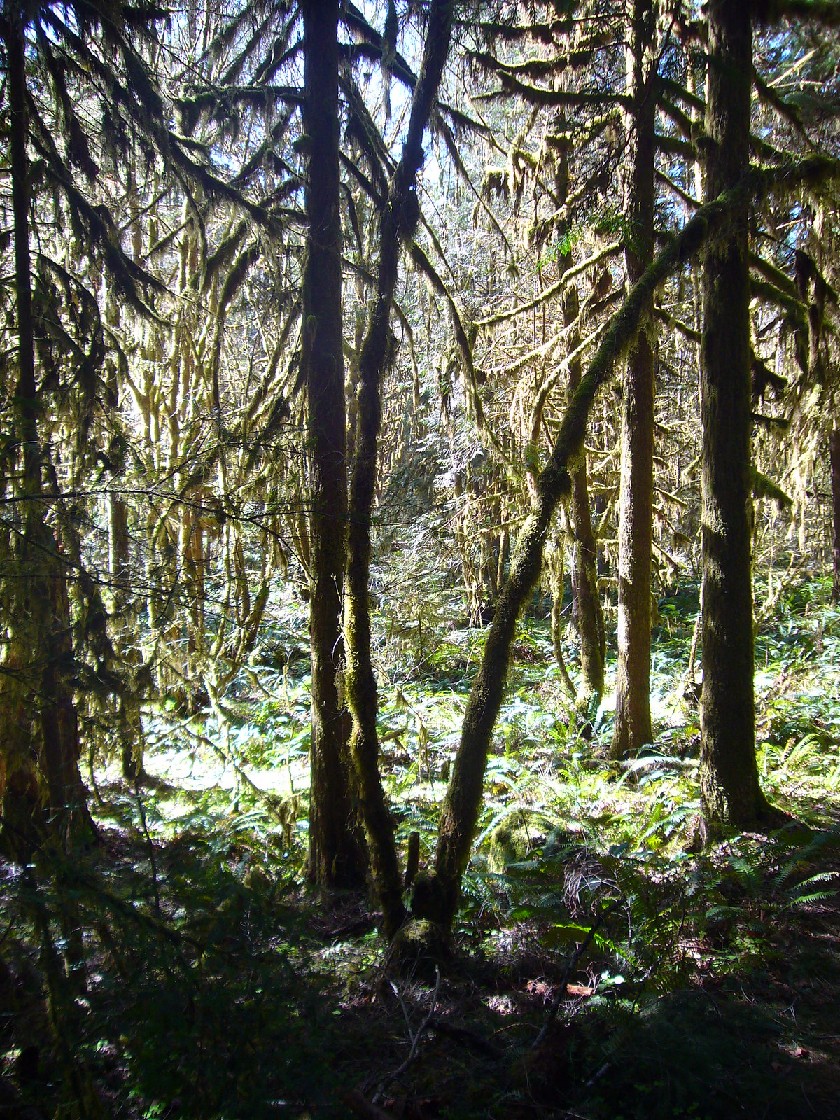 Oregon Rainforest