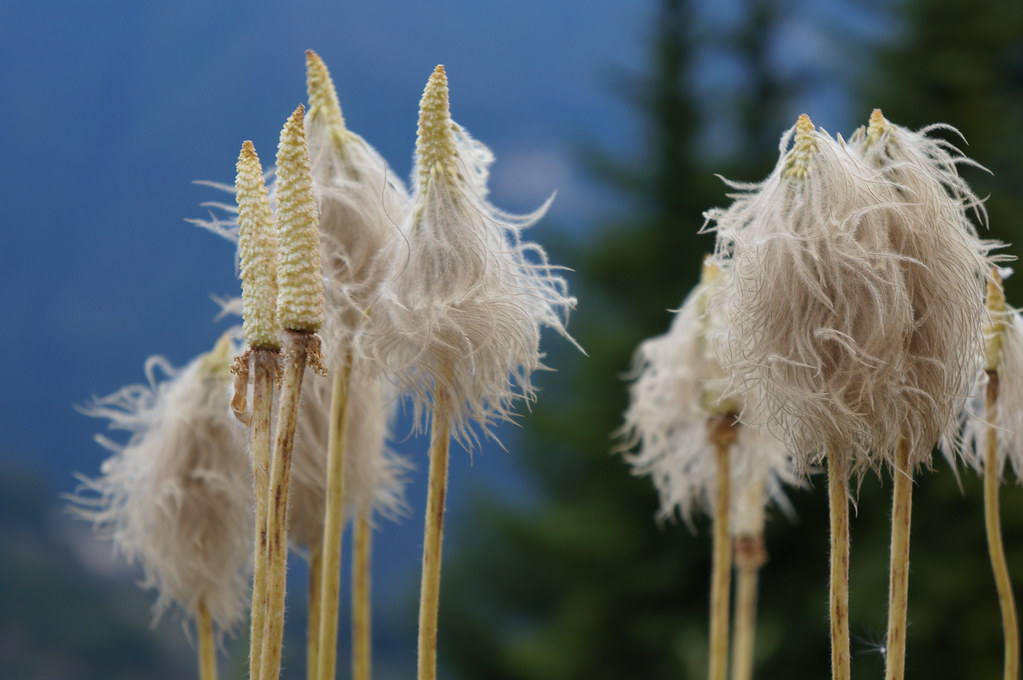 Pasqueflower