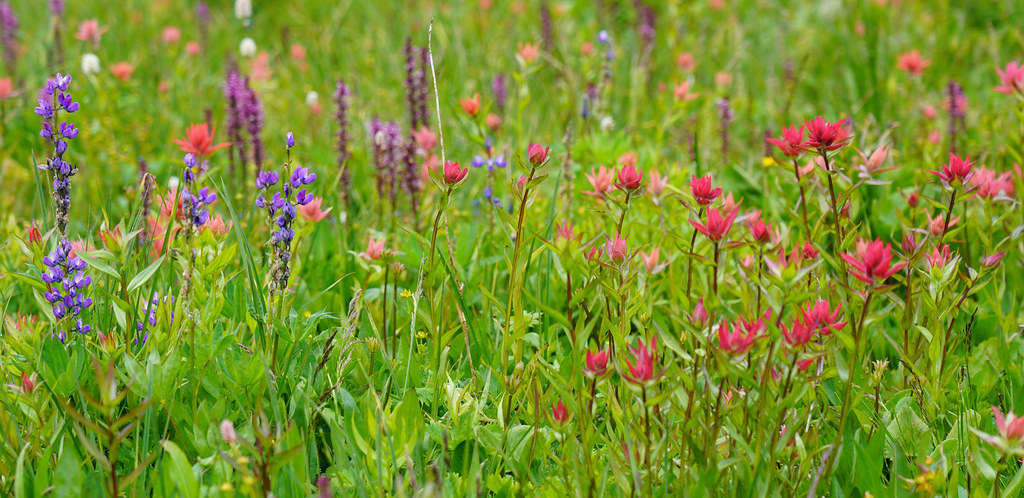 Swamp meadow east of Doelle Lakes