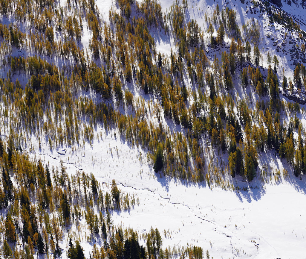Larches, snow and shadows from high up