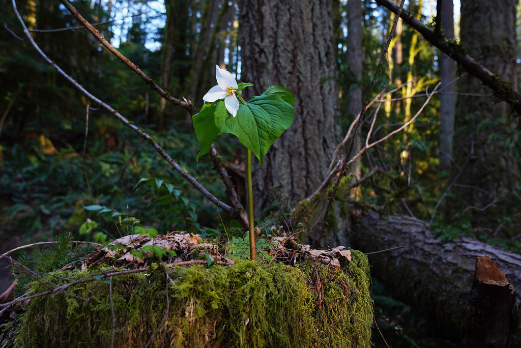 Trillium