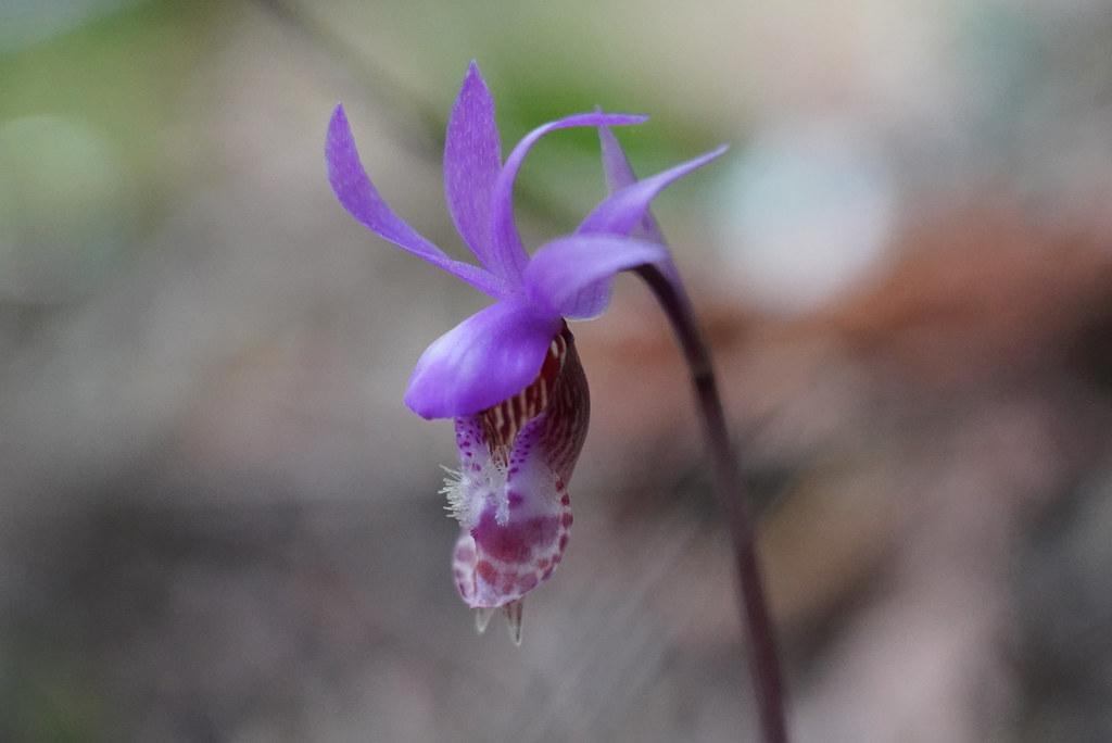 Calypso Orchid