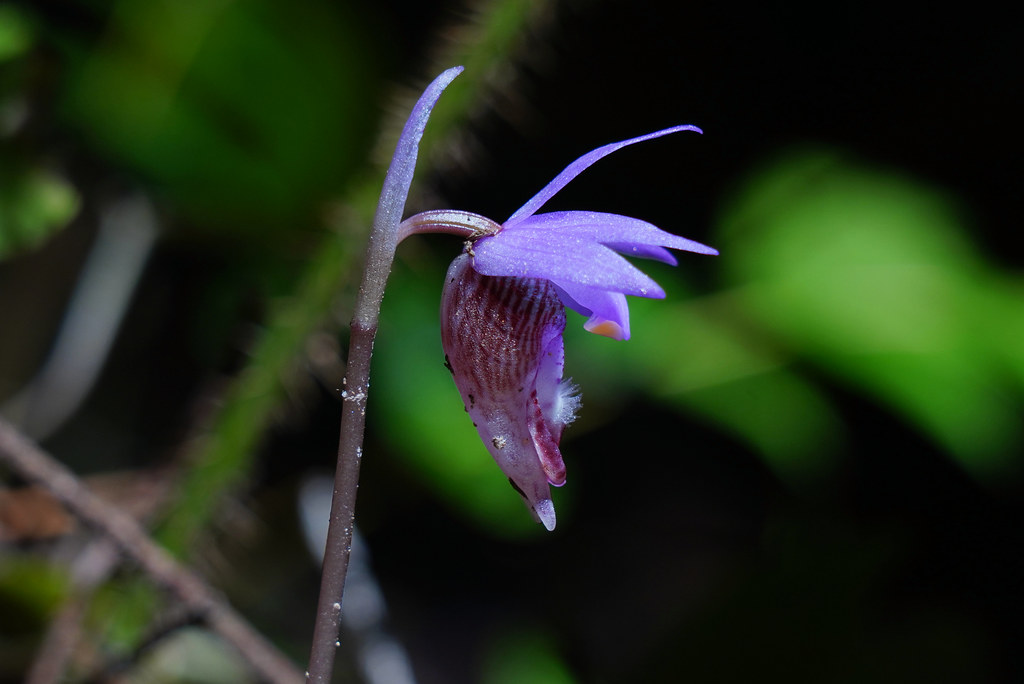 Calypso Orchid