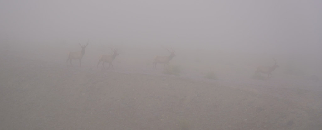 Elk at St Helens