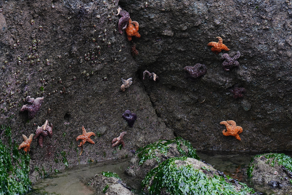 Starfish at Shi Shi Beach
