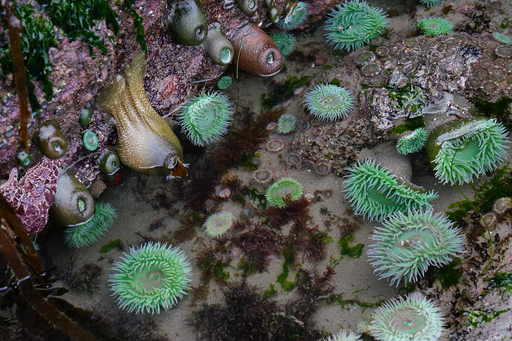 Sea Anemone at Shi Shi Beach