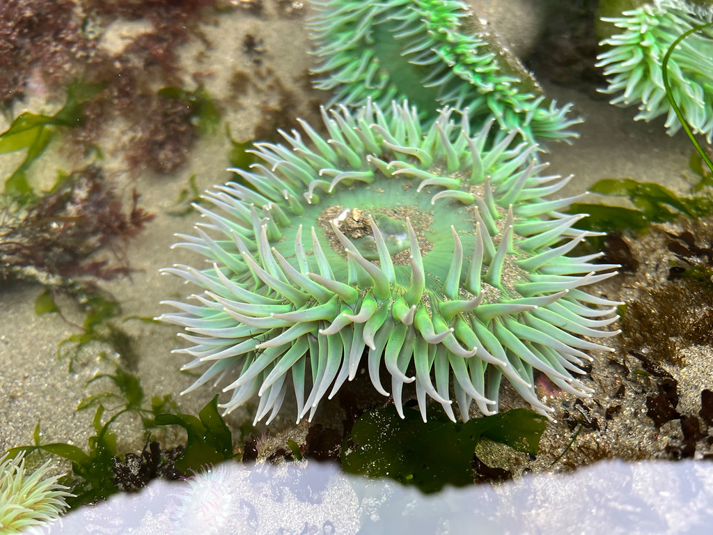 Sea Anemone at Shi Shi Beach