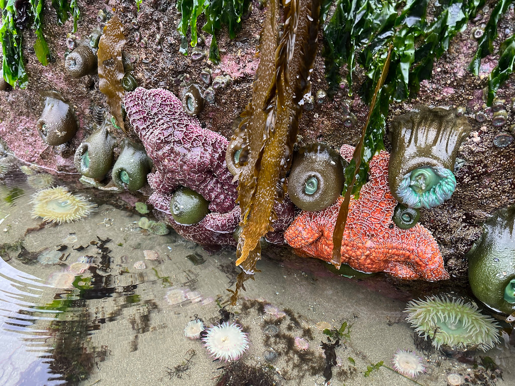 Starfish and Sea Anemone at Shi Shi Beach
