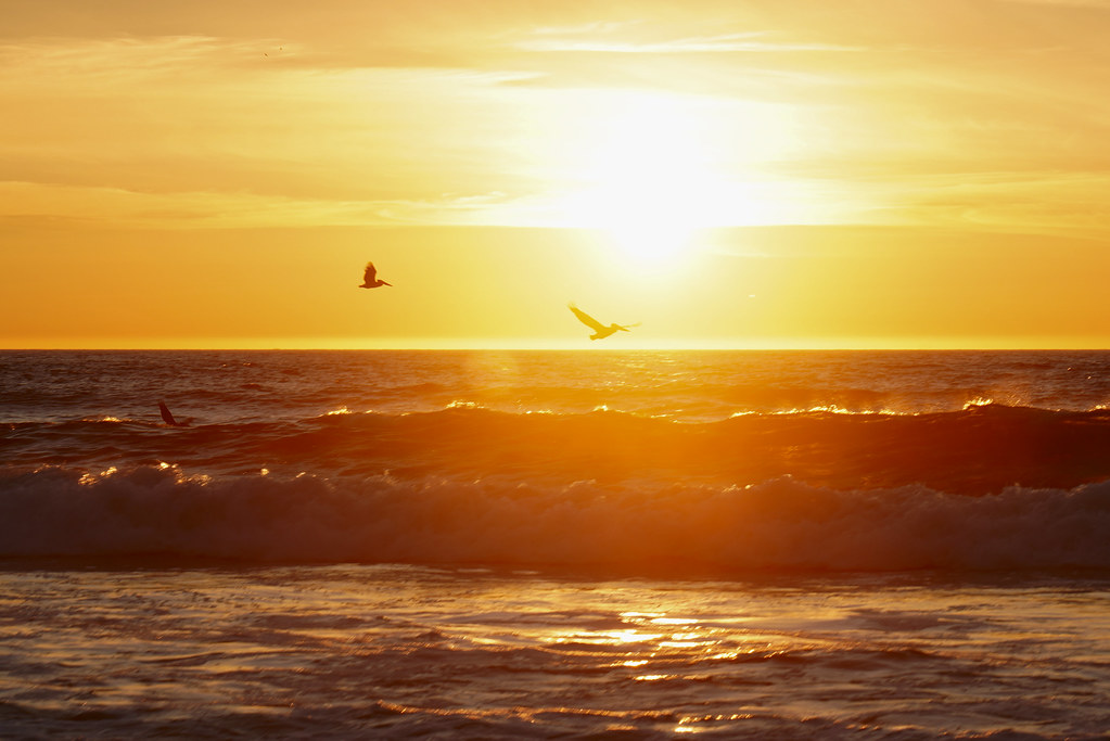 Pelicans at Shi Shi Beach