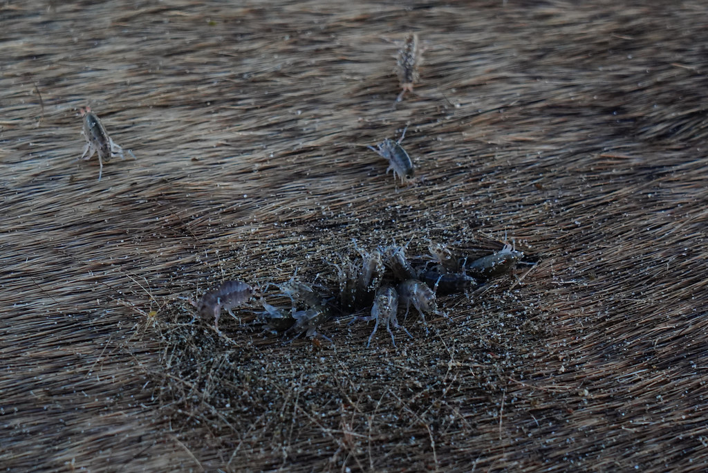 Sand Fleas working on a dead sea lion