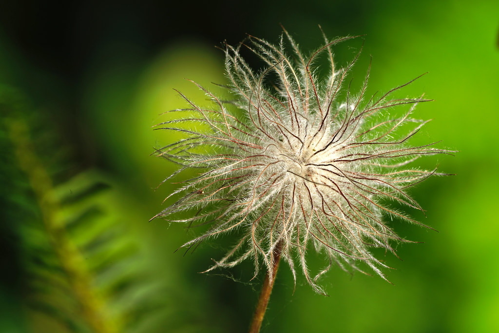 Pasque flower