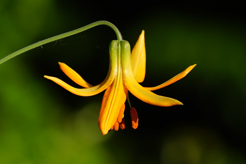 Tiger Lily opening