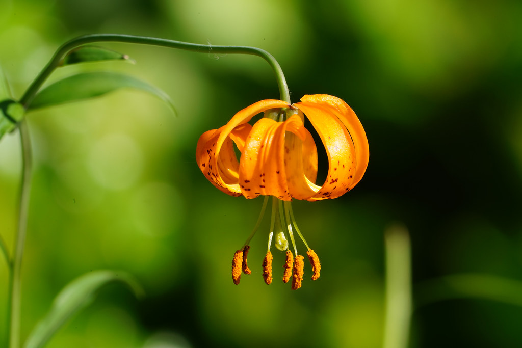 Tiger Lily