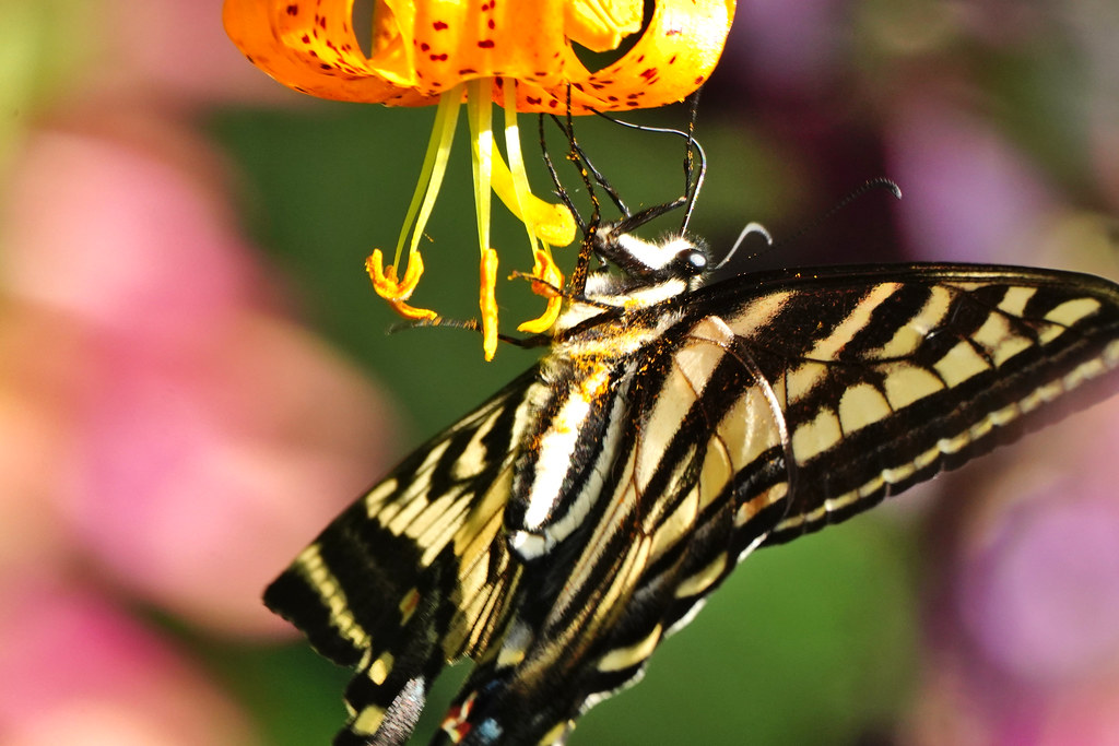 Swallowtail and Tiger Lily