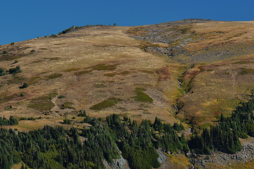 Goats on Banshee Peak