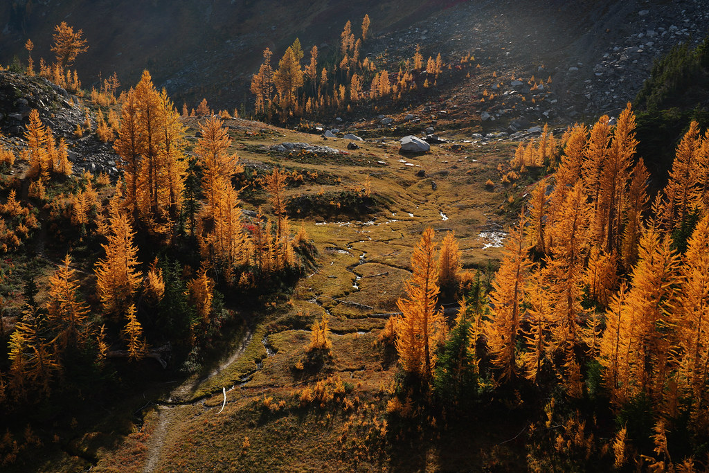 Larches at Index Creek