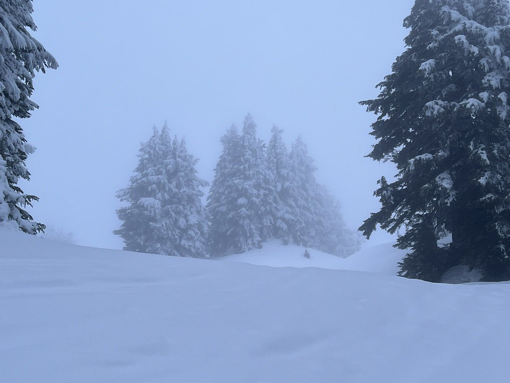 Snow and trees