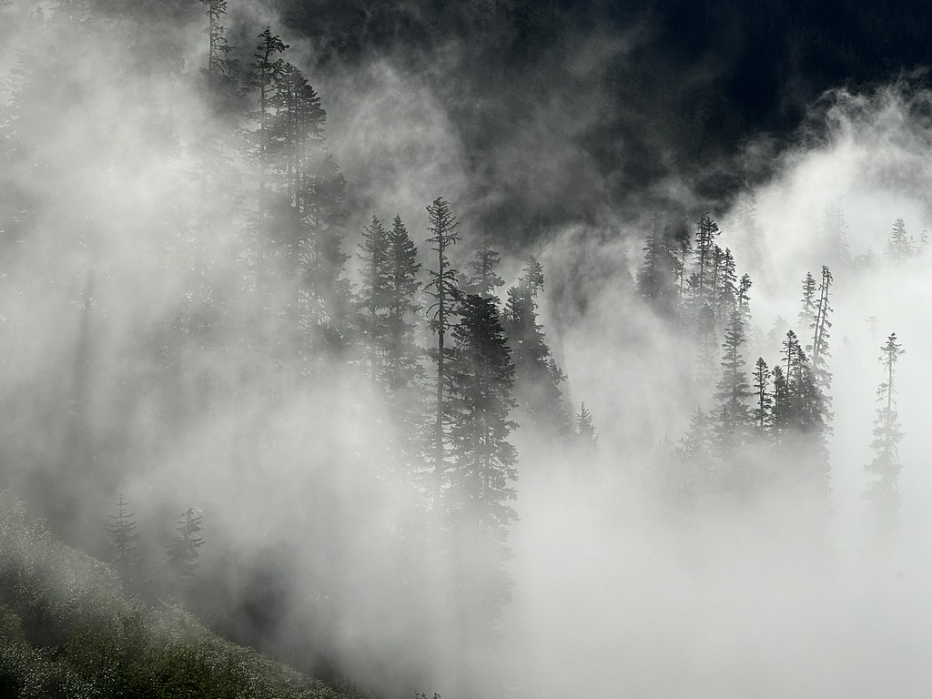 Clouds moving through the trees before Hemlock Pass