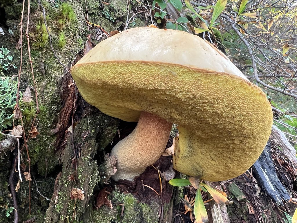 Bolete