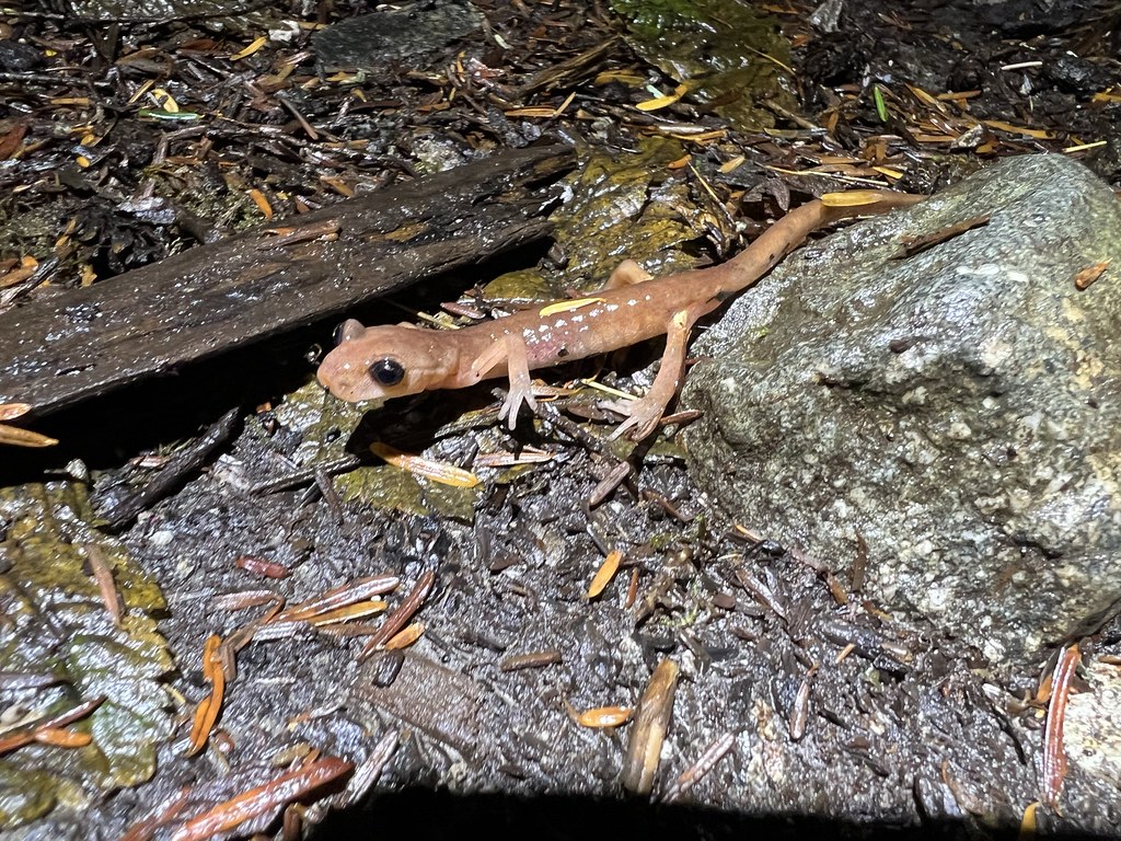 Ensatina along the Pratt River