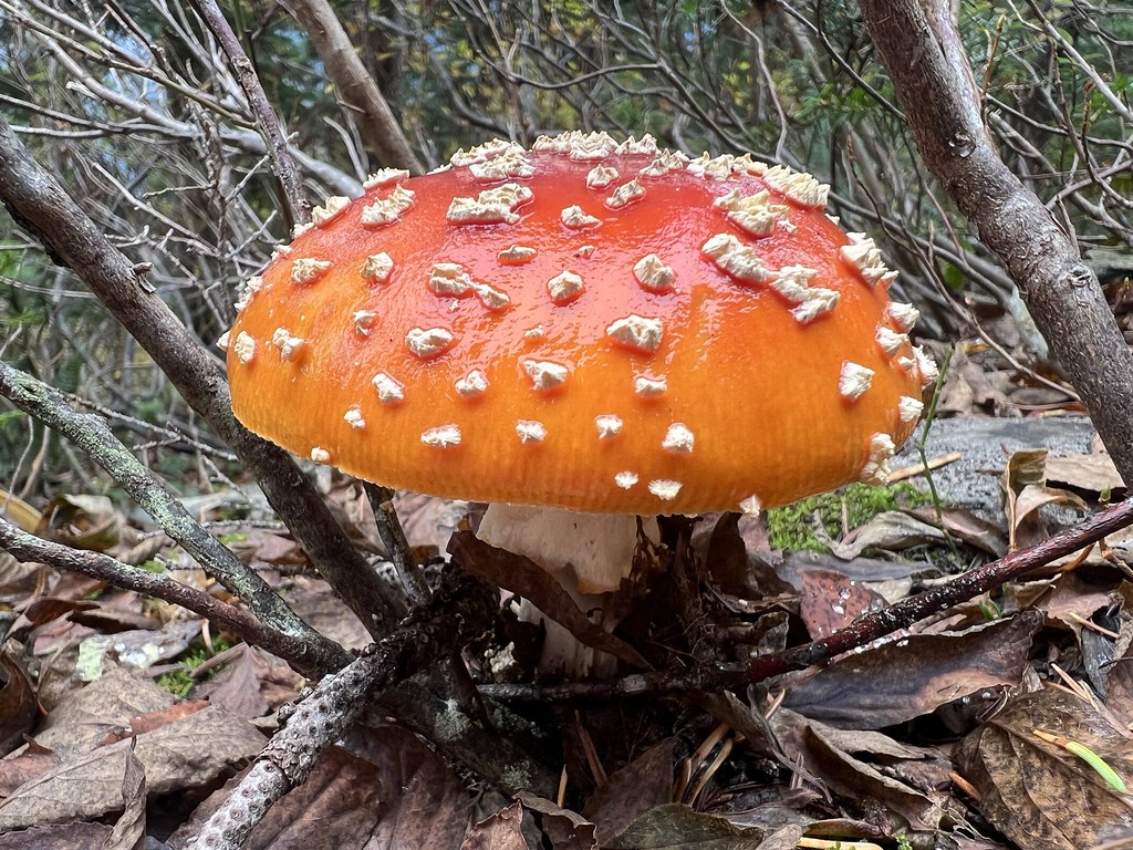 Fly Agaric