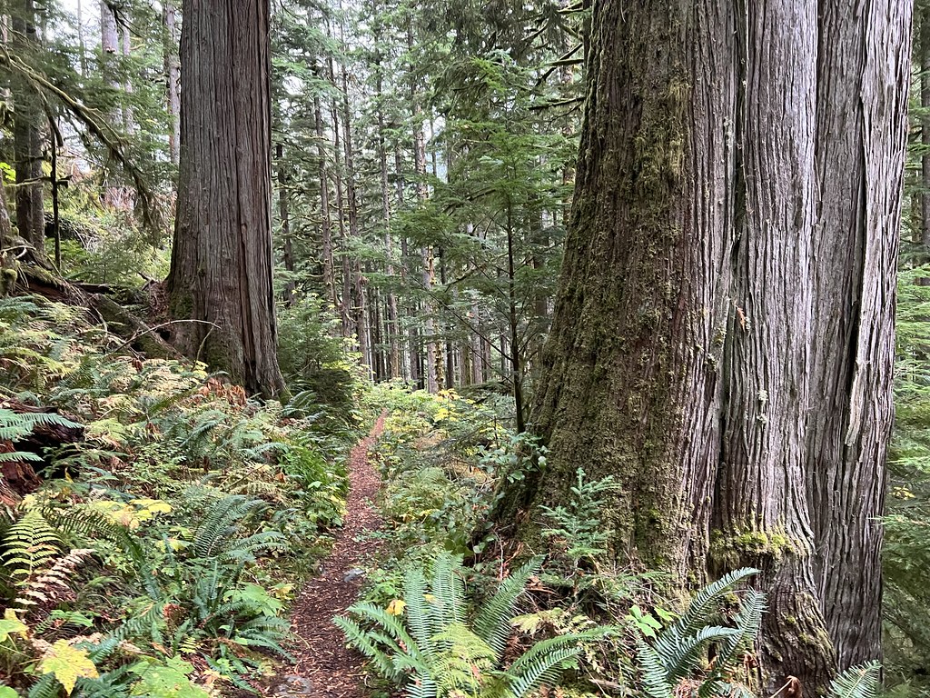Middle Fork Snoqualmie Trail