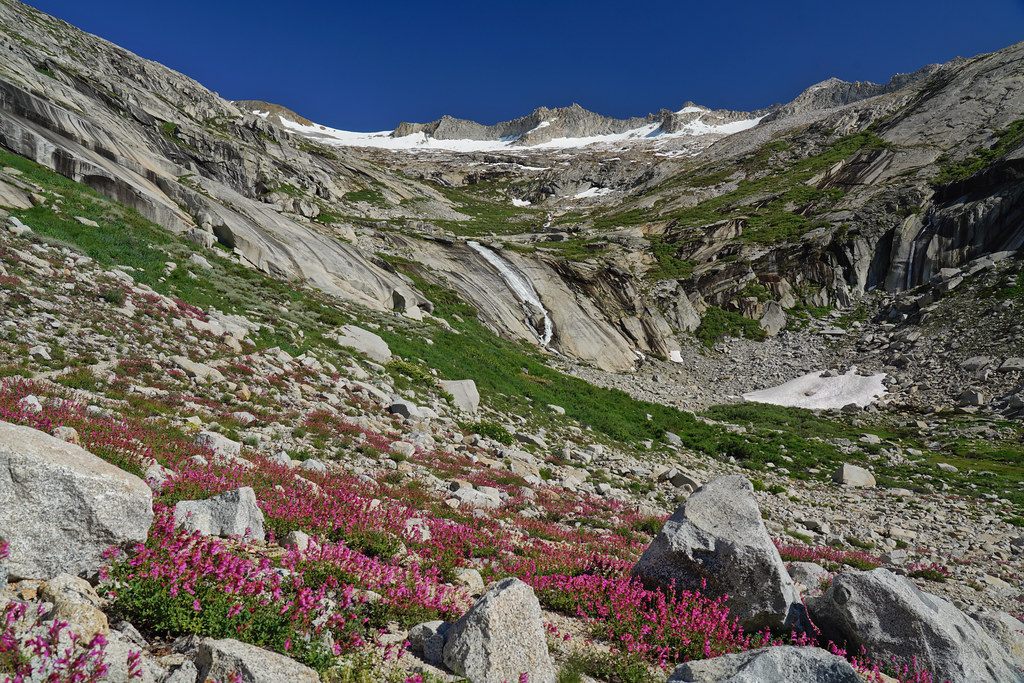 Beautiful alpine flowers in Deadman Canyon