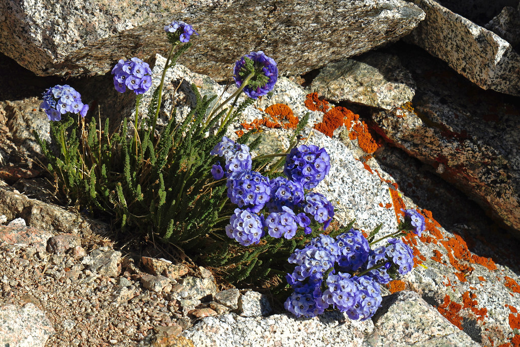 Skypilot (Polemonium eximium) at Forester Pass