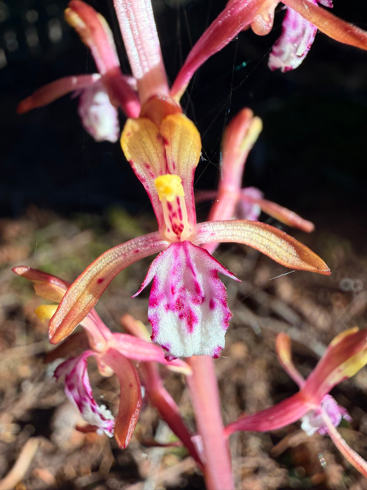 Pacific Coralroot (a parasitic orchid)