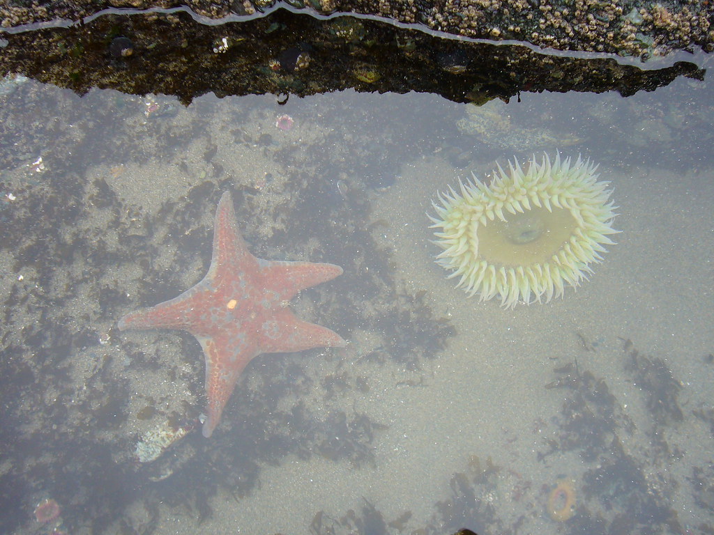 Tide pool - Shi Shi Beach