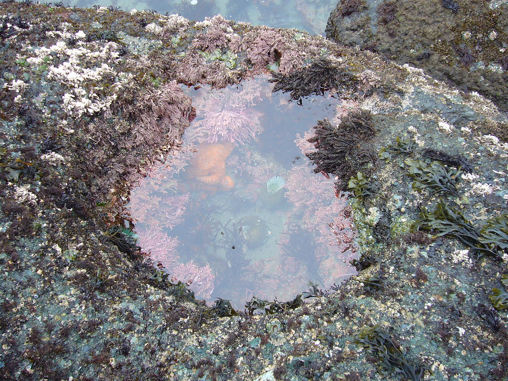 Little tide pool - Shi Shi Beach