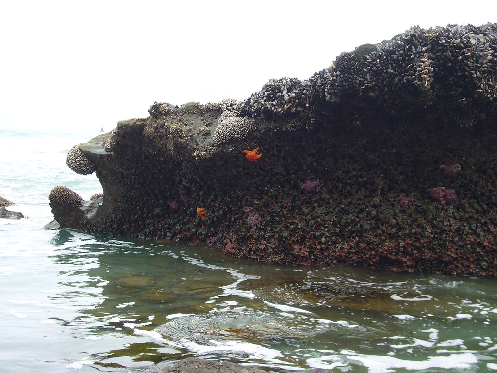 Starfish at Shi Shi Beach