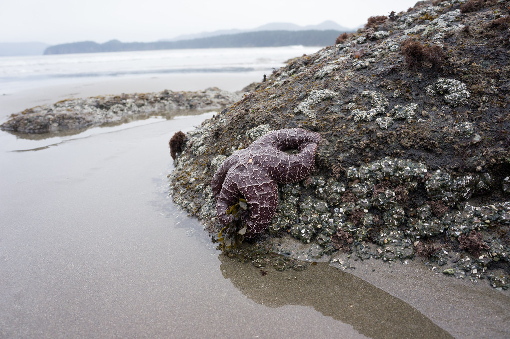 Starfish at Shi Shi Beach